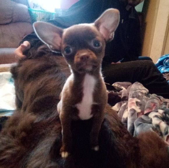 Meet your Posher, Shelly - Picture 1 of 1